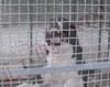 STORIE VERE SUI CANI DA GUARDIA (Video 1)